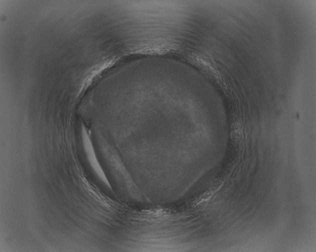 X0000067900688200605041618