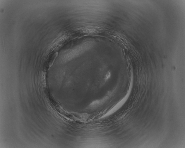 X0000067900696200605041618