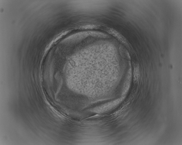 X0000067900722200605041617