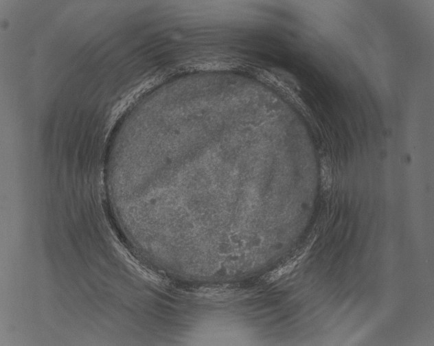 X0000067900725200605041617