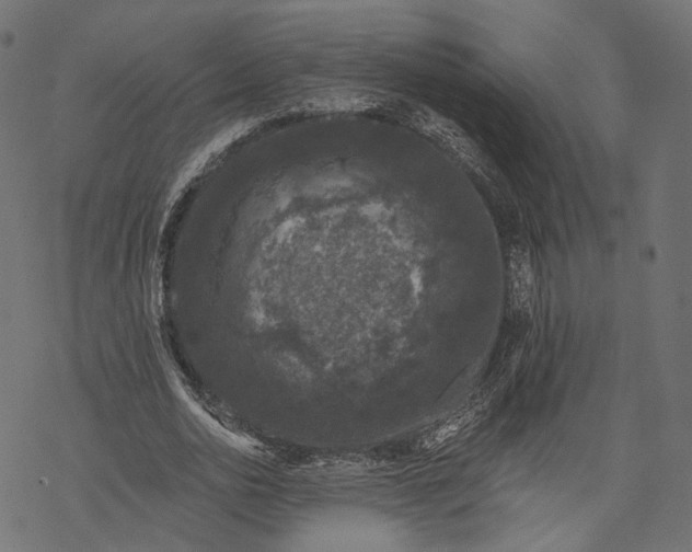 X0000067900726200605041617