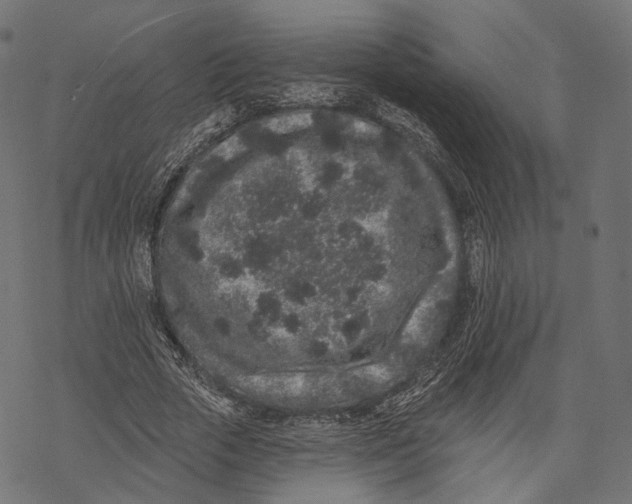 X0000067900729200605041617