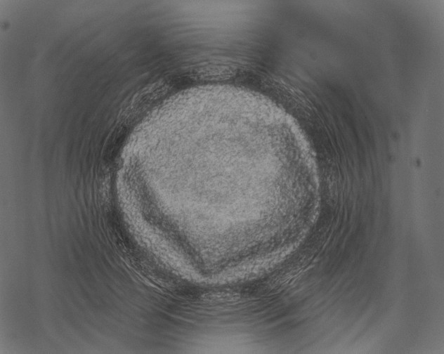 X0000067900745200605041617