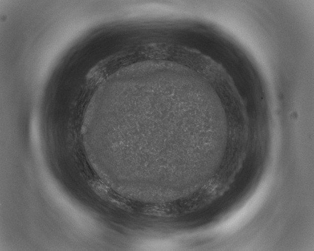 X0000067900765200605041618