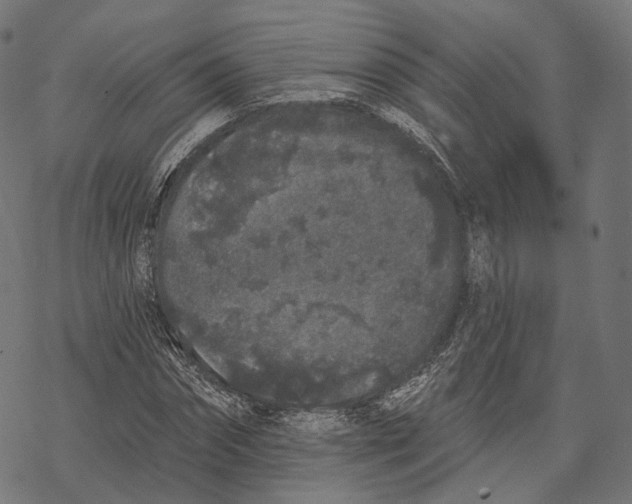 X0000067900874200605041615