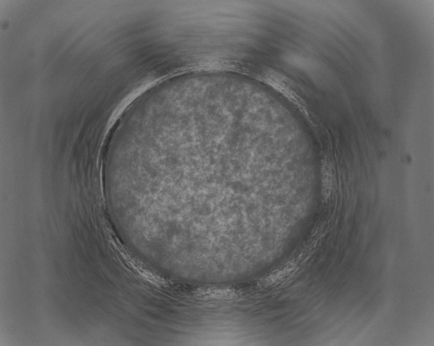 X0000067900886200605041615