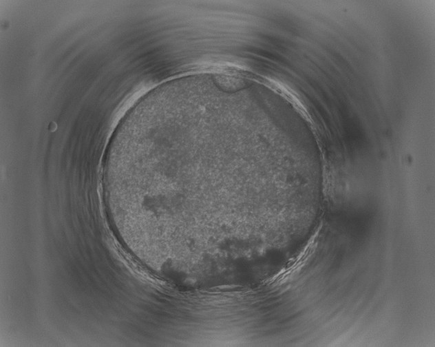 X0000067900899200605041615