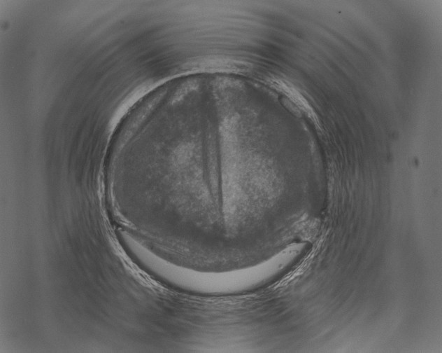 X0000067900944200605041614