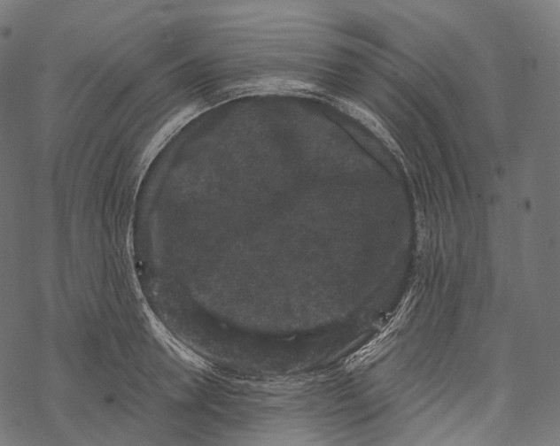 X0000067900946200605041614