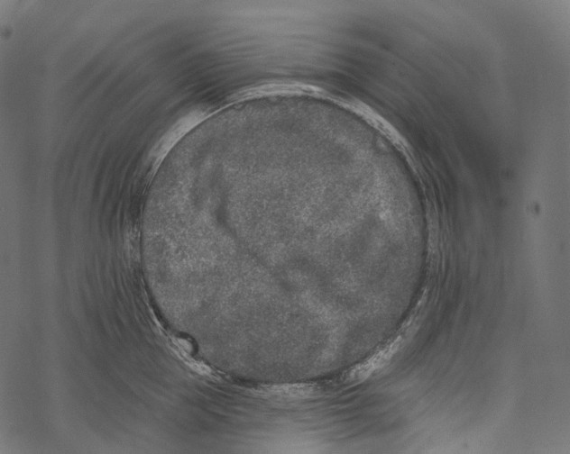 X0000067900953200605041614