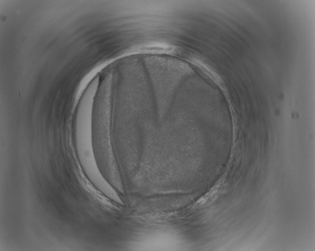 X0000067900960200605041614