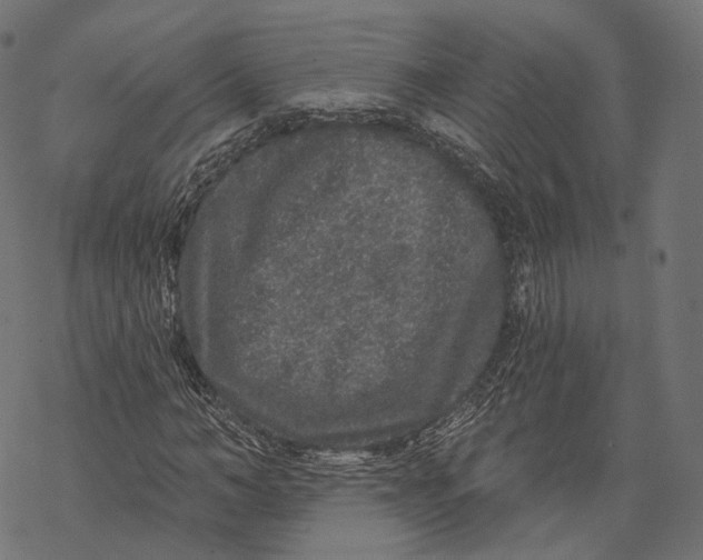 X0000067900966200605041614