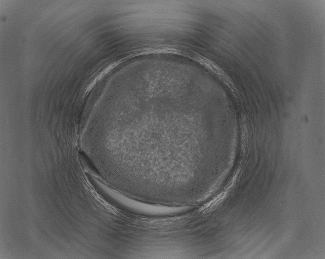 X0000067900985200605041613