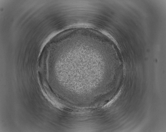 X0000067900989200605041613