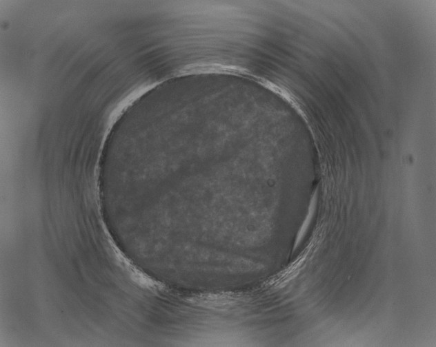 X0000067900995200605041613