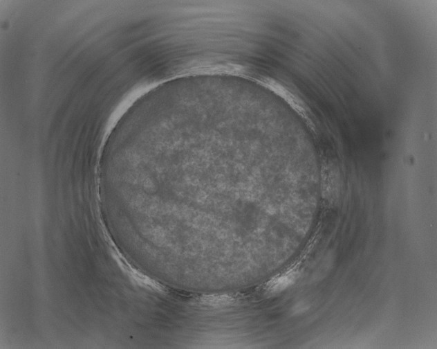 X0000067901094200605041611