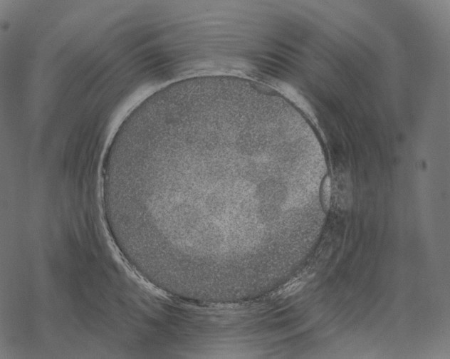 X0000067901096200605041611