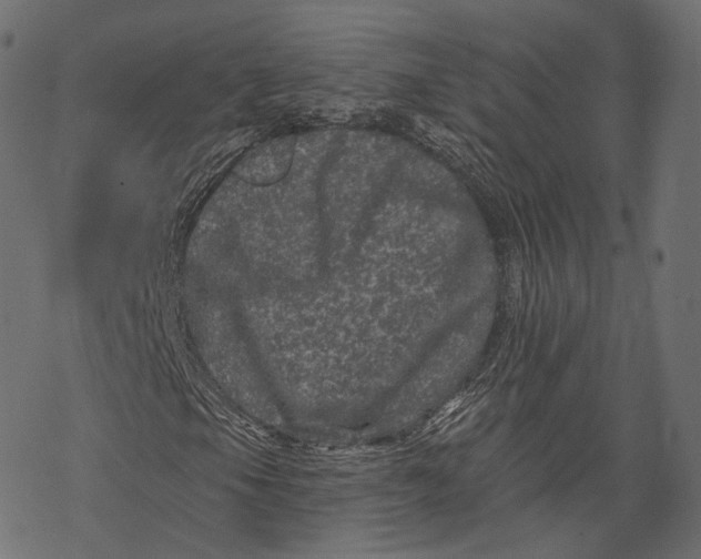 X0000067901105200605041610