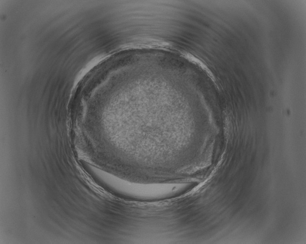 X0000067901114200605041611