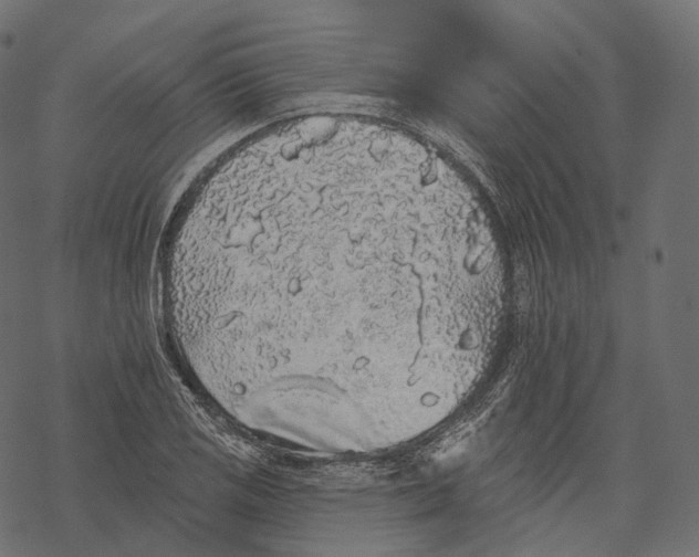 X0000067901125200605041611