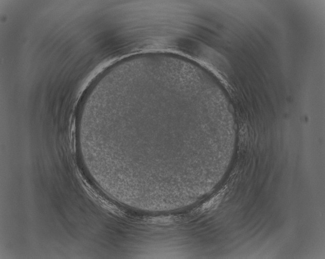 X0000067901126200605041611