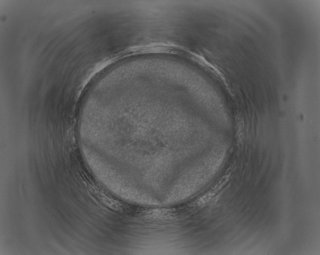 X0000067901166200605041610