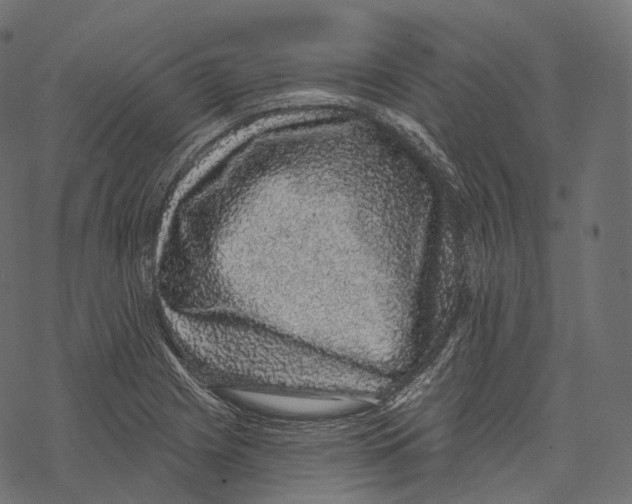 X0000067901225200605041609