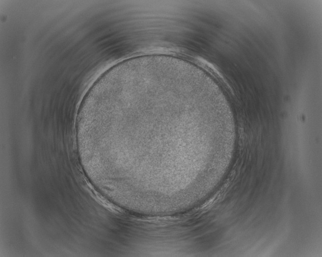 X0000067901236200605041609