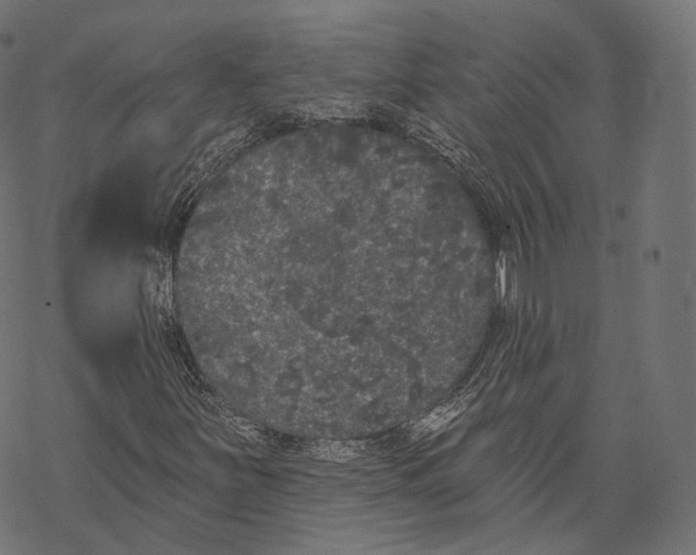 X0000067901251200605041609