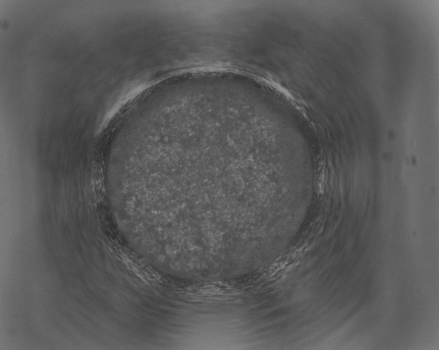 X0000067901255200605041609