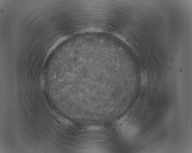 X0000067901266200605041609