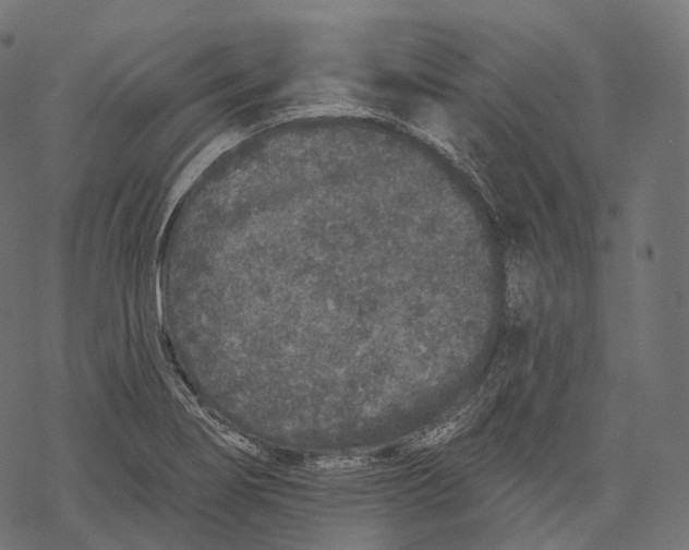 X0000067901274200605041608