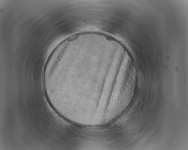 X0000067901295200605041608