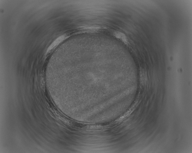 X0000067901354200605041607