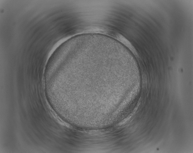 X0000067901436200605041606