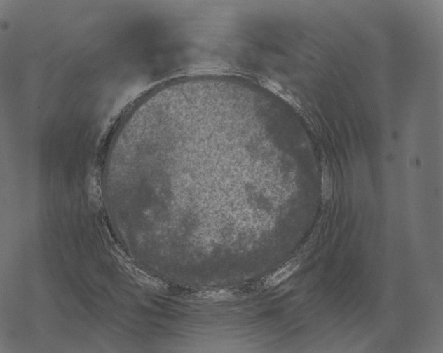 X0000067901454200605041605