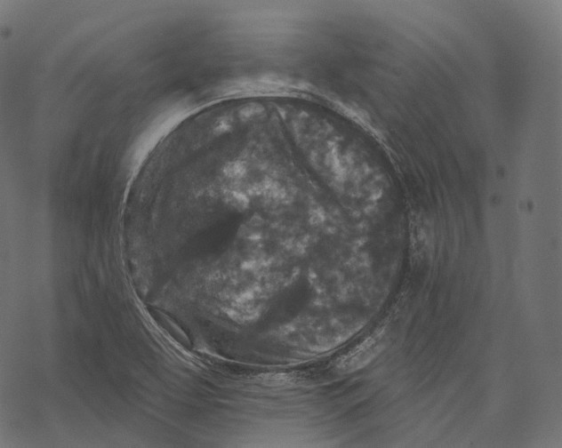 X0000067901463200605041605