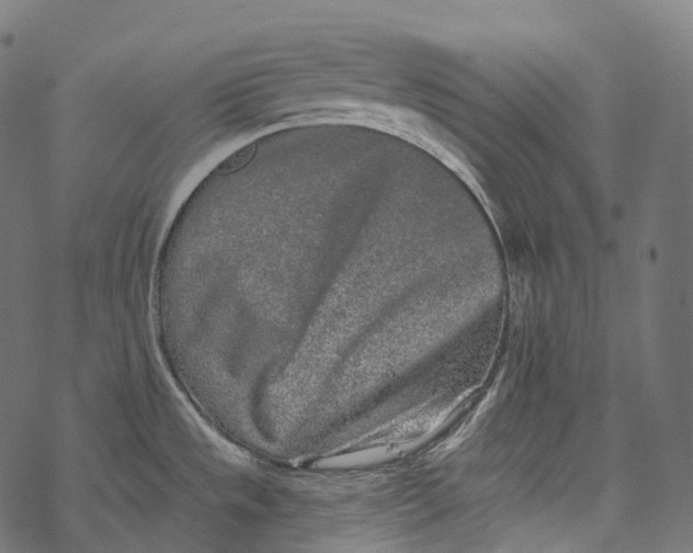 X0000067901533200605041605