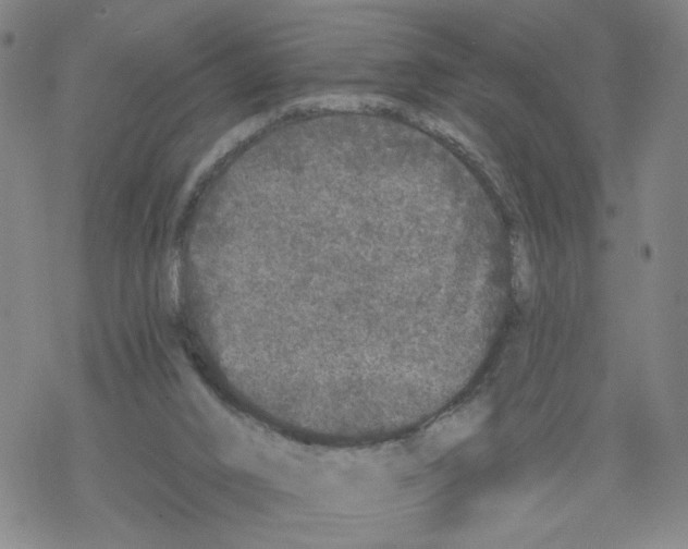 X0000067900016200605111929