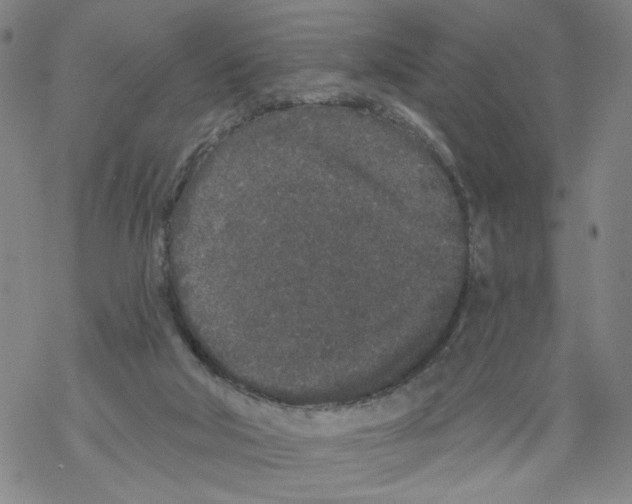 X0000067900018200605111929