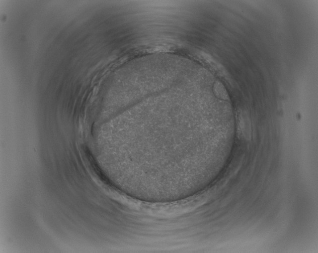 X0000067900026200605111929