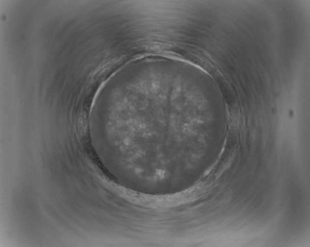 X0000067900043200605111928