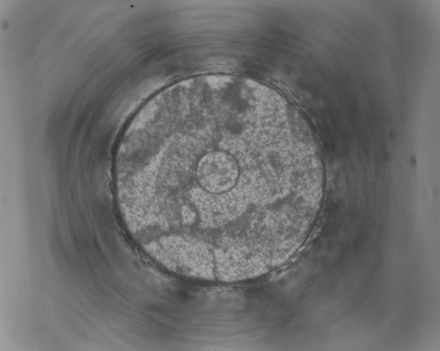 X0000067900146200605111926