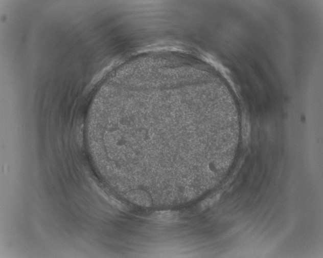 X0000067900153200605111926