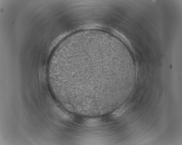 X0000067900155200605111926