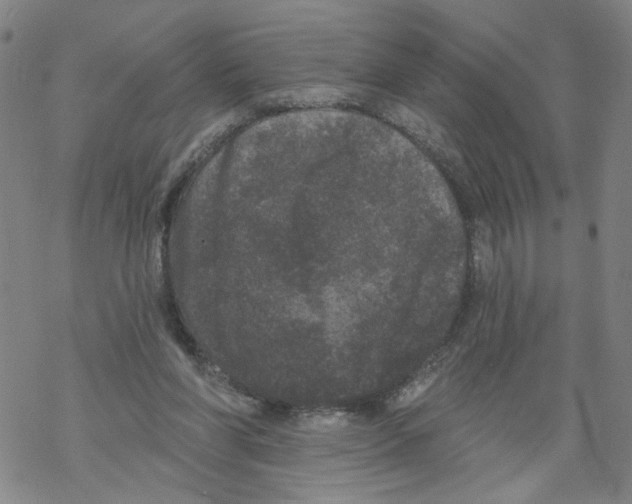 X0000067900206200605111926