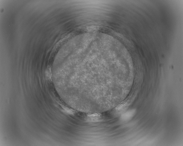 X0000067900240200605111925