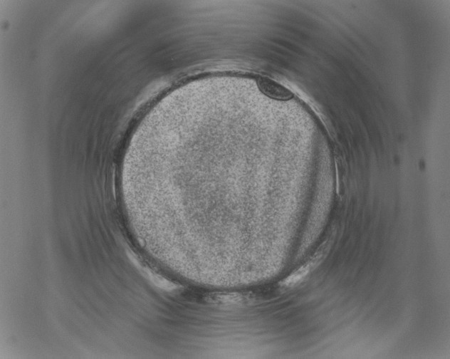 X0000067900253200605111924