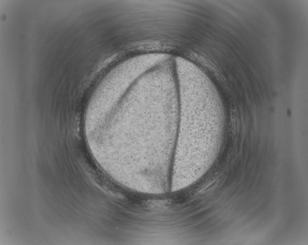 X0000067900255200605111925