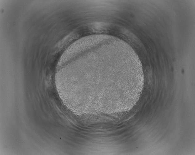 X0000067900266200605111925